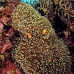 anemonefish_falseclown_sr_v_0705_png0240.jpg